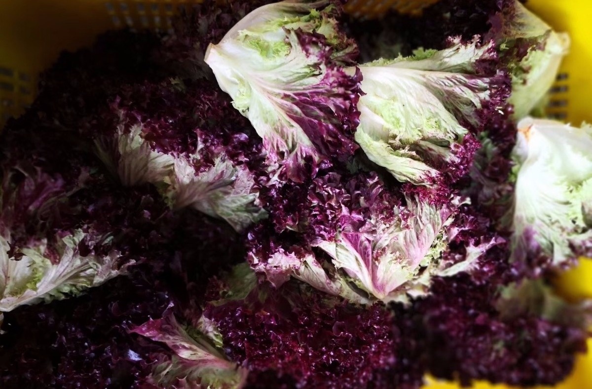 微信圖片_202004061454524.jpg 微信圖片_202004061454524.jpg